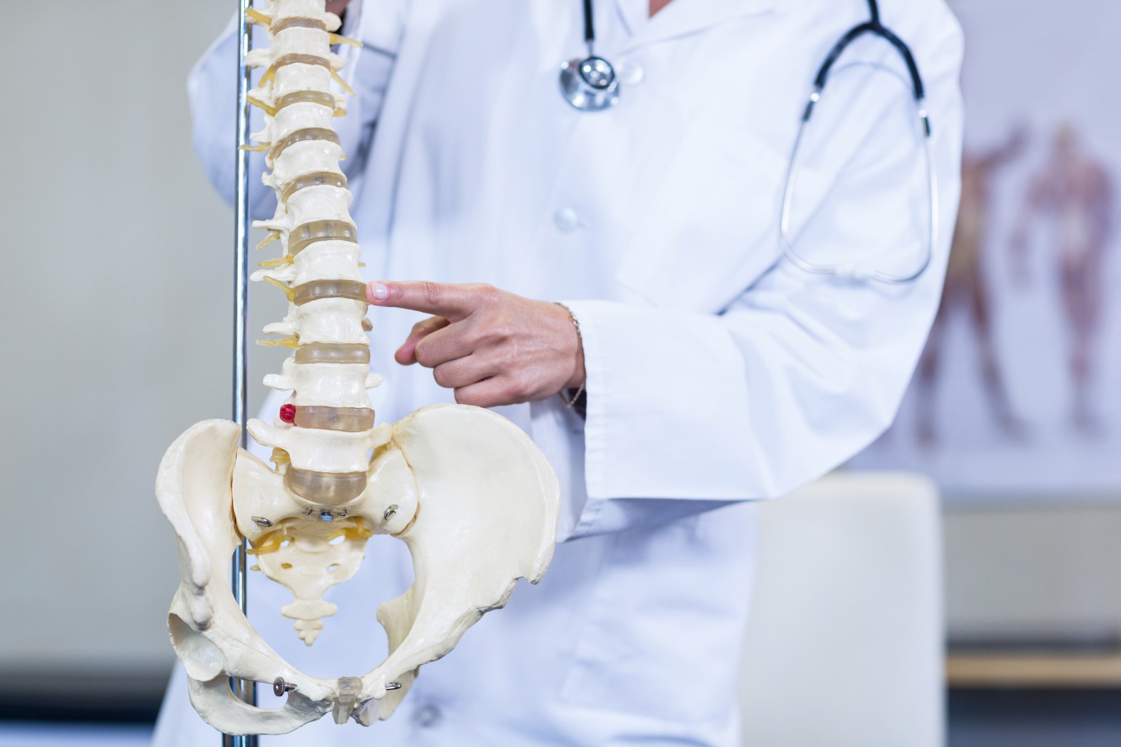 physiotherapist-examining-a-spine-model-7VLKRVQ